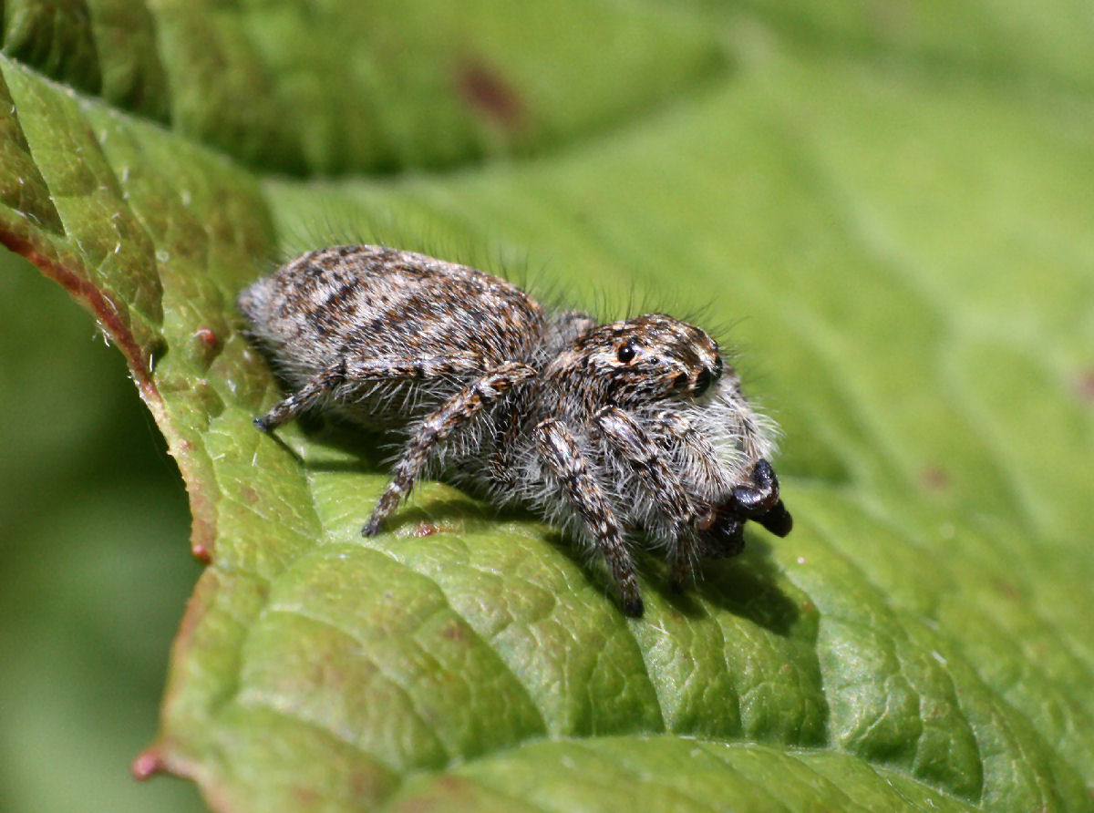 Philaeus chrysops - Lesmo (MB)